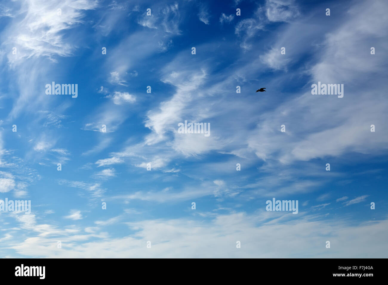 Seagull in the blue sky with beautiful white clouds Stock Photo - Alamy