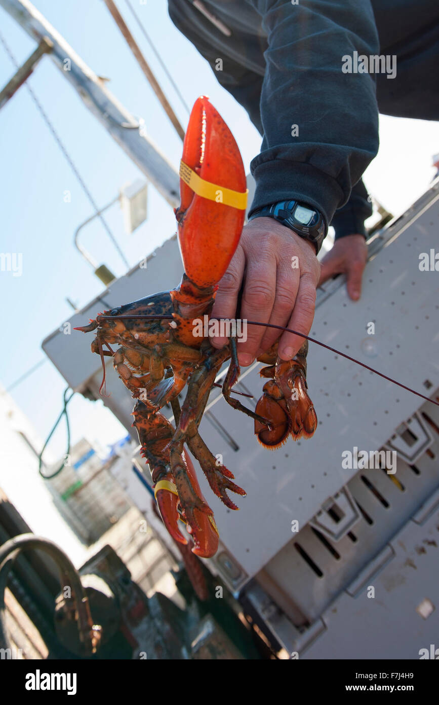 Fisherman showing freshly caught lobster Stock Photo