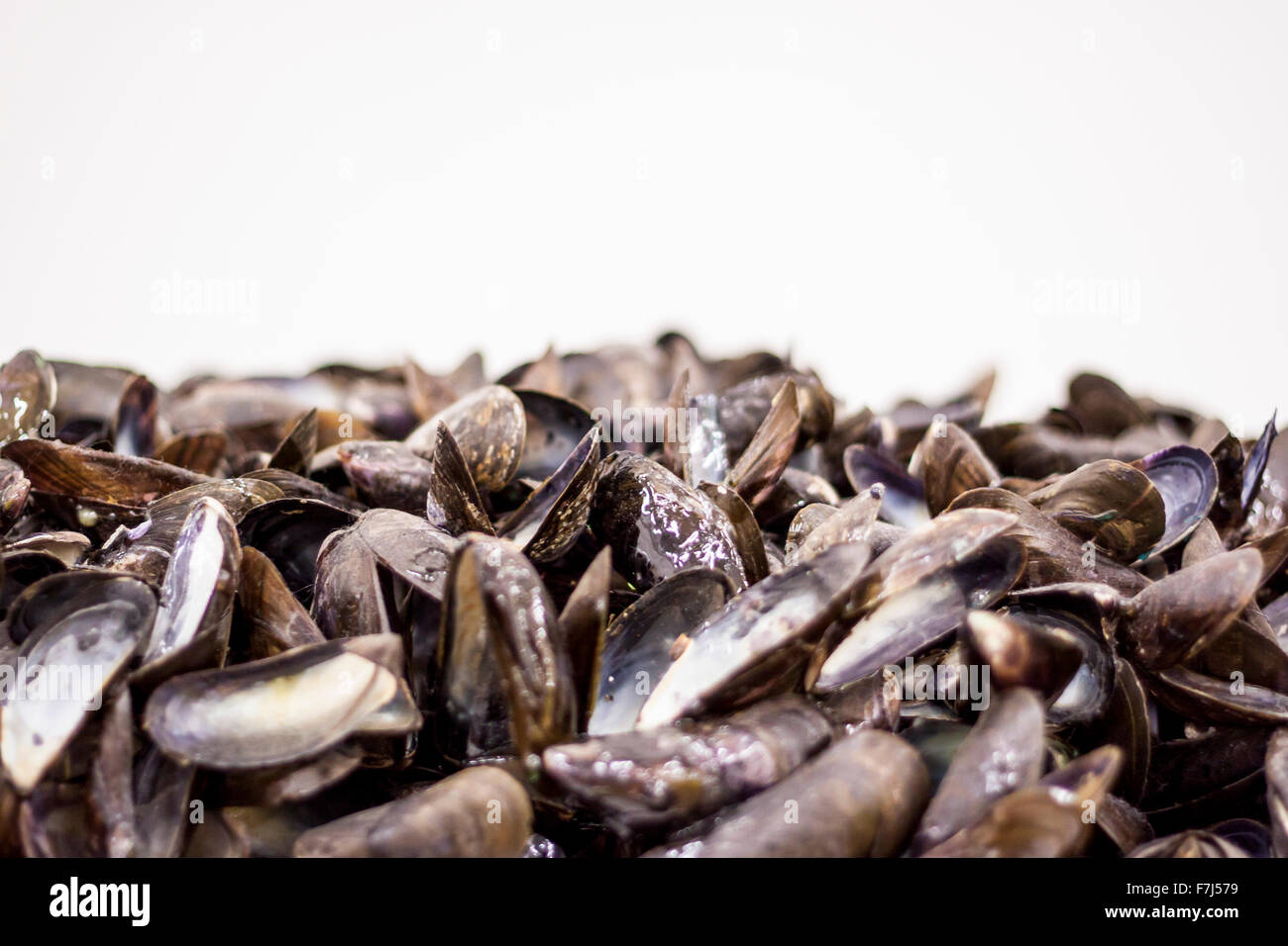 Blue mussels beard hires stock photography and images Alamy