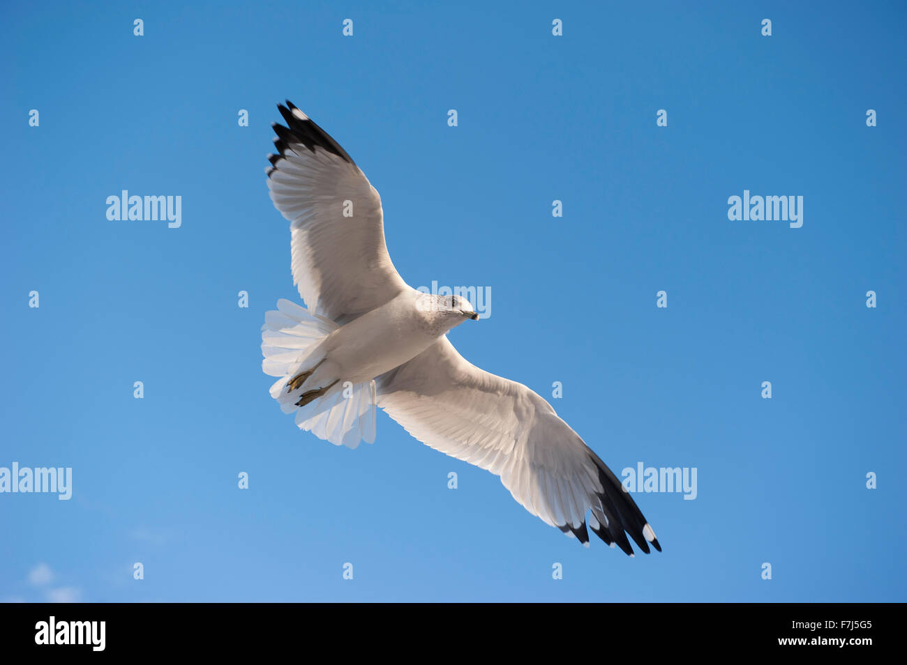 Gull flying in blue sky Stock Photo