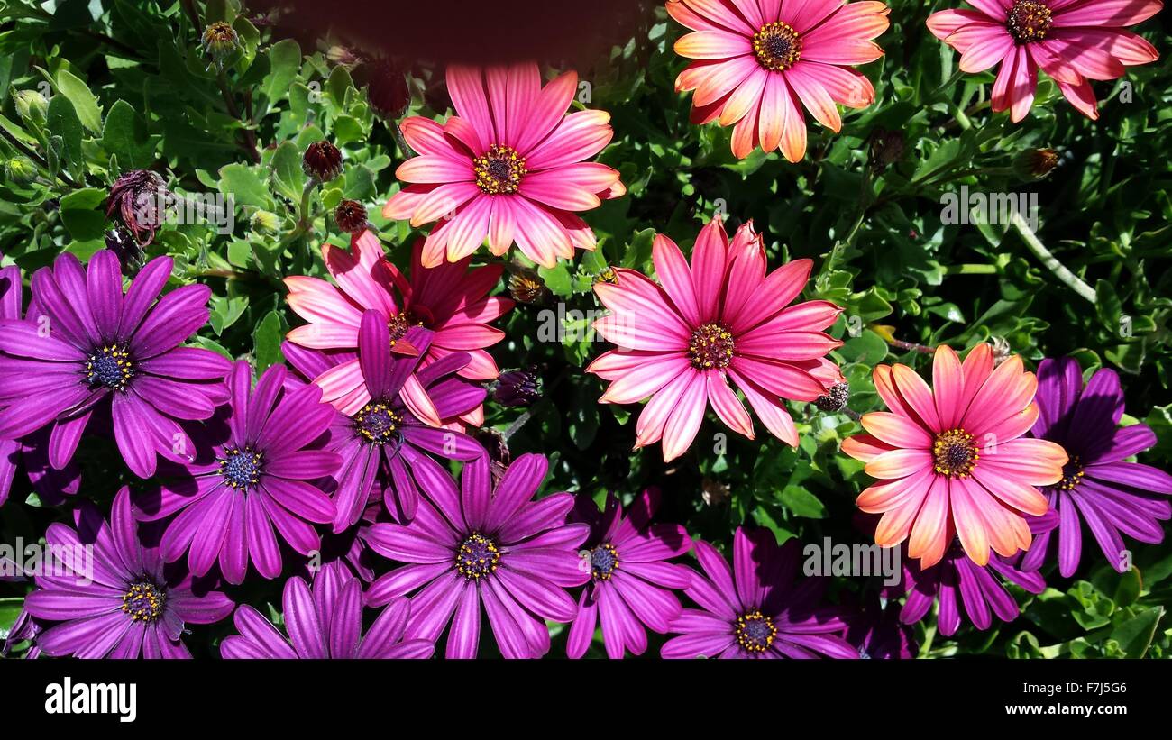 Closeup of African daisies Stock Photo Alamy