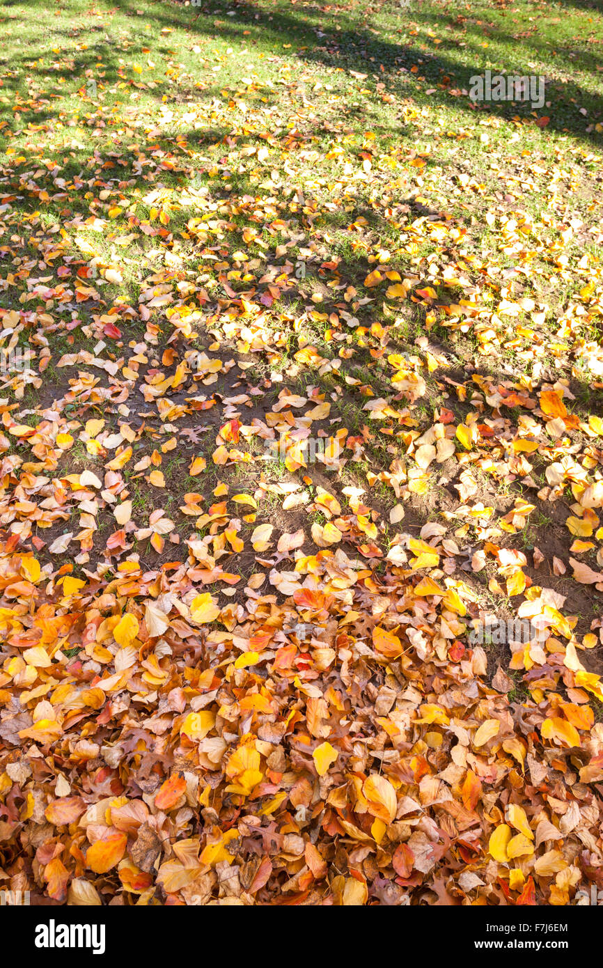 The change of leafs on trees in autumn time. Vigevano, Lombardy. Italy Stock Photo