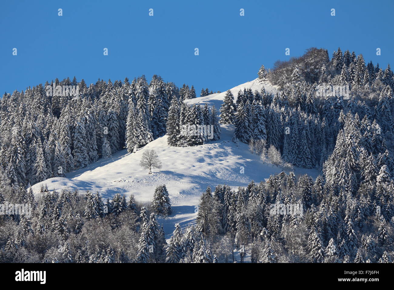 Pine forest in winter Stock Photo - Alamy