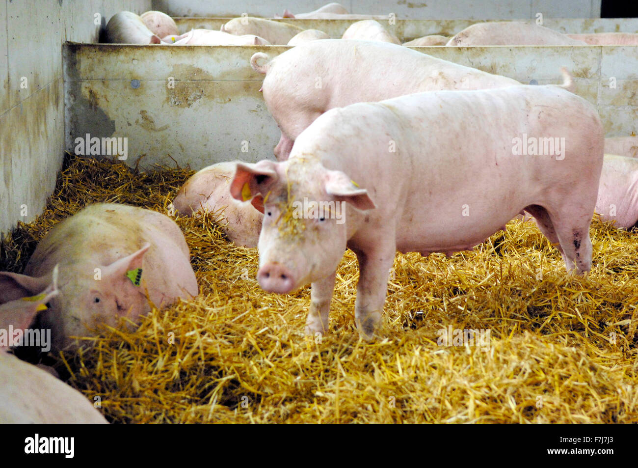 Suids hi-res stock photography and images - Alamy