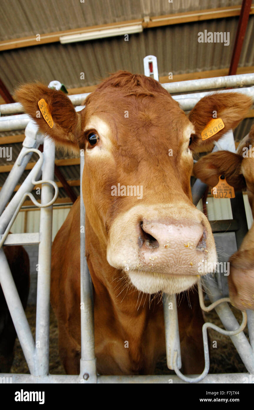 Cowbarns hi-res stock photography and images - Alamy