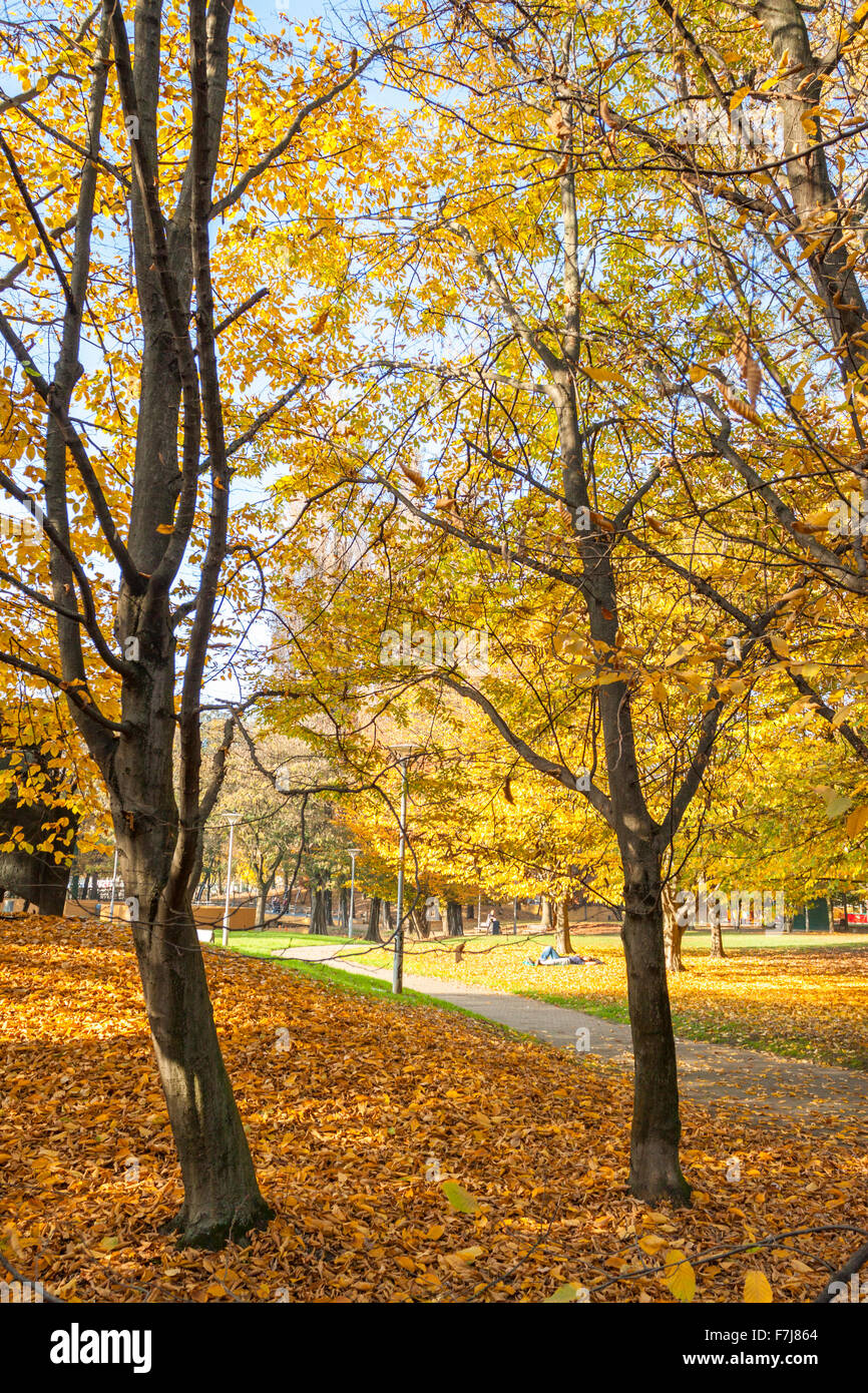 The change of leafs on trees in autumn time. Vigevano, Lombardy. Italy Stock Photo