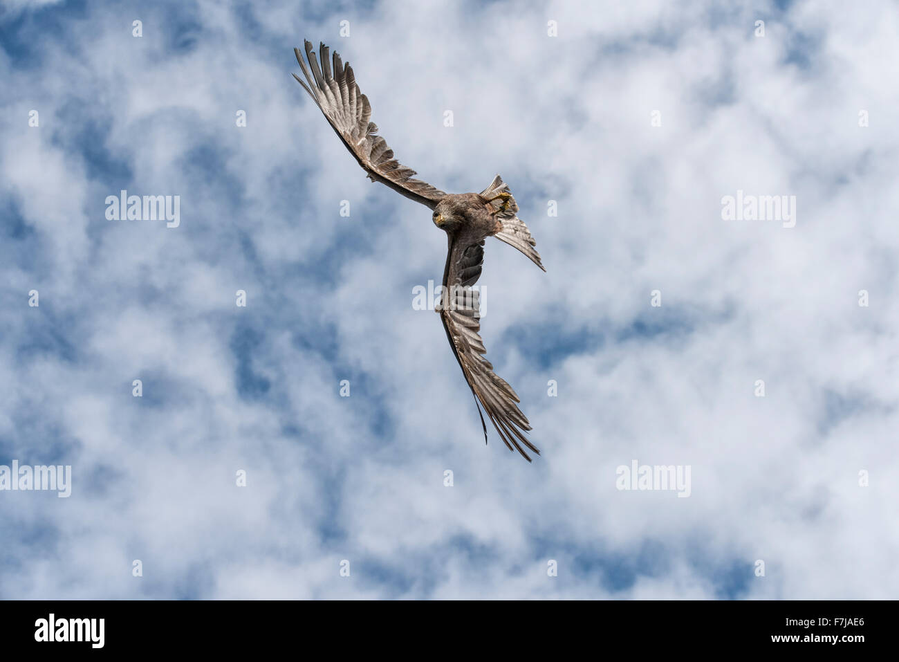A Red Kite bird of prey dives down from the sky. This must be the view that the prey sees just as its too late to react. Stock Photo