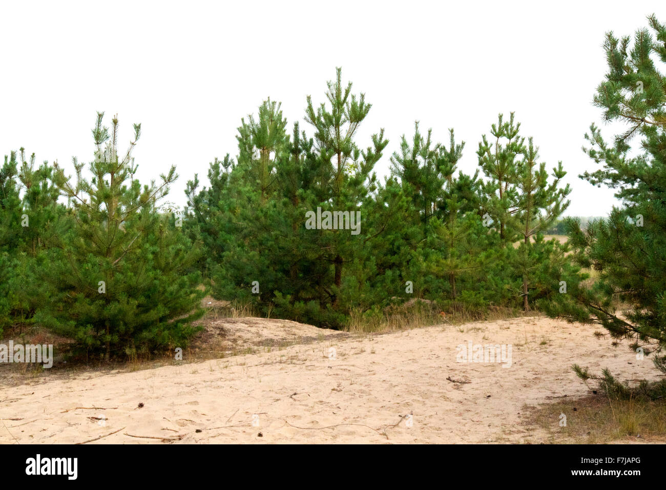 Russia aging boreal branch hi-res stock photography and images - Alamy
