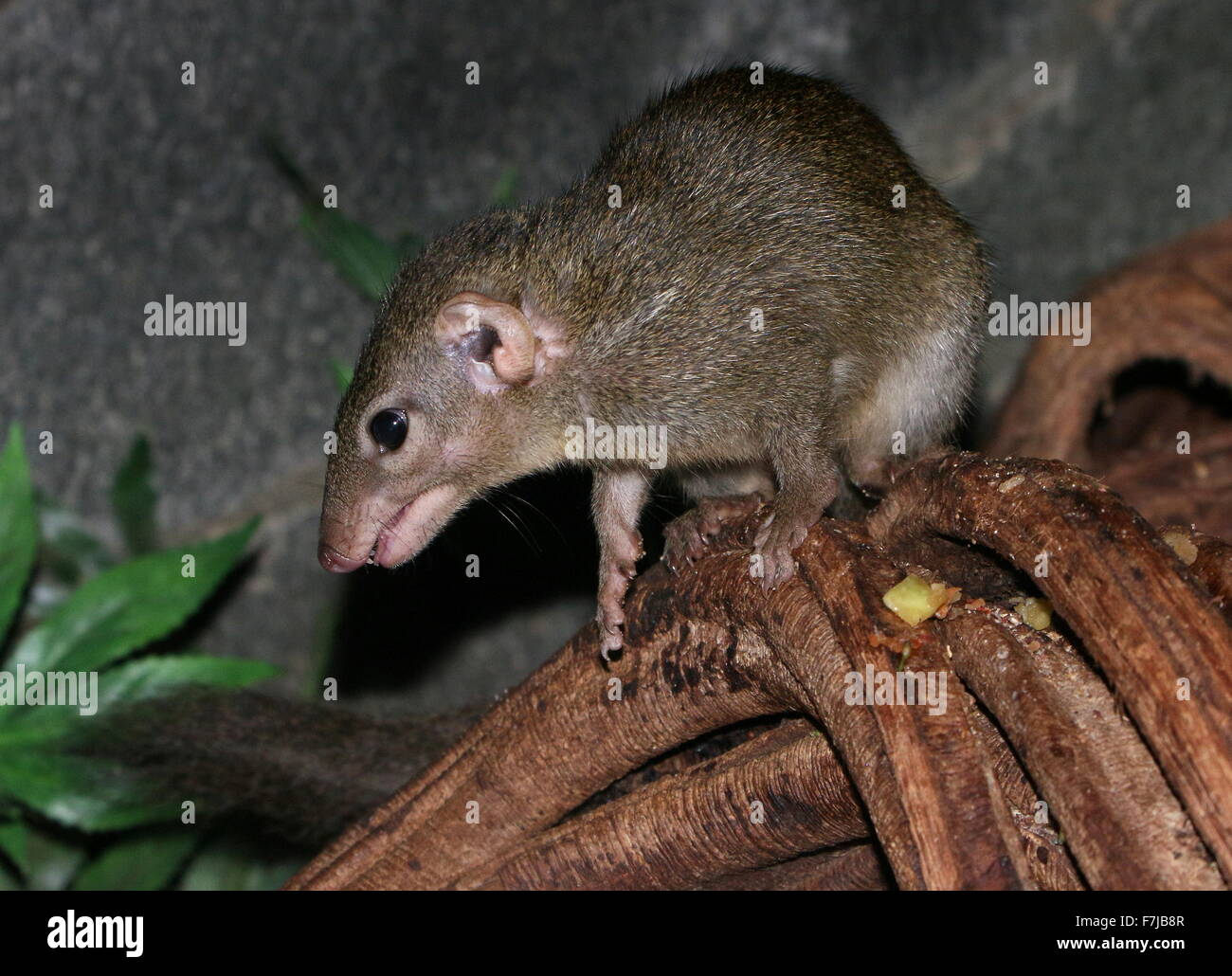 Common tree shrew tupaia glis hires stock photography and images Alamy