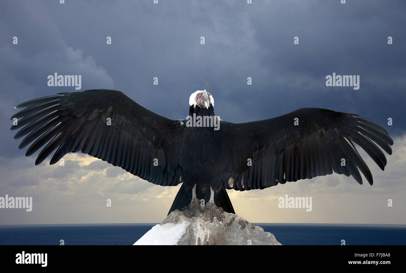 Condors On Rocks Andean condor on rock against sky background Stock Photo - Alamy