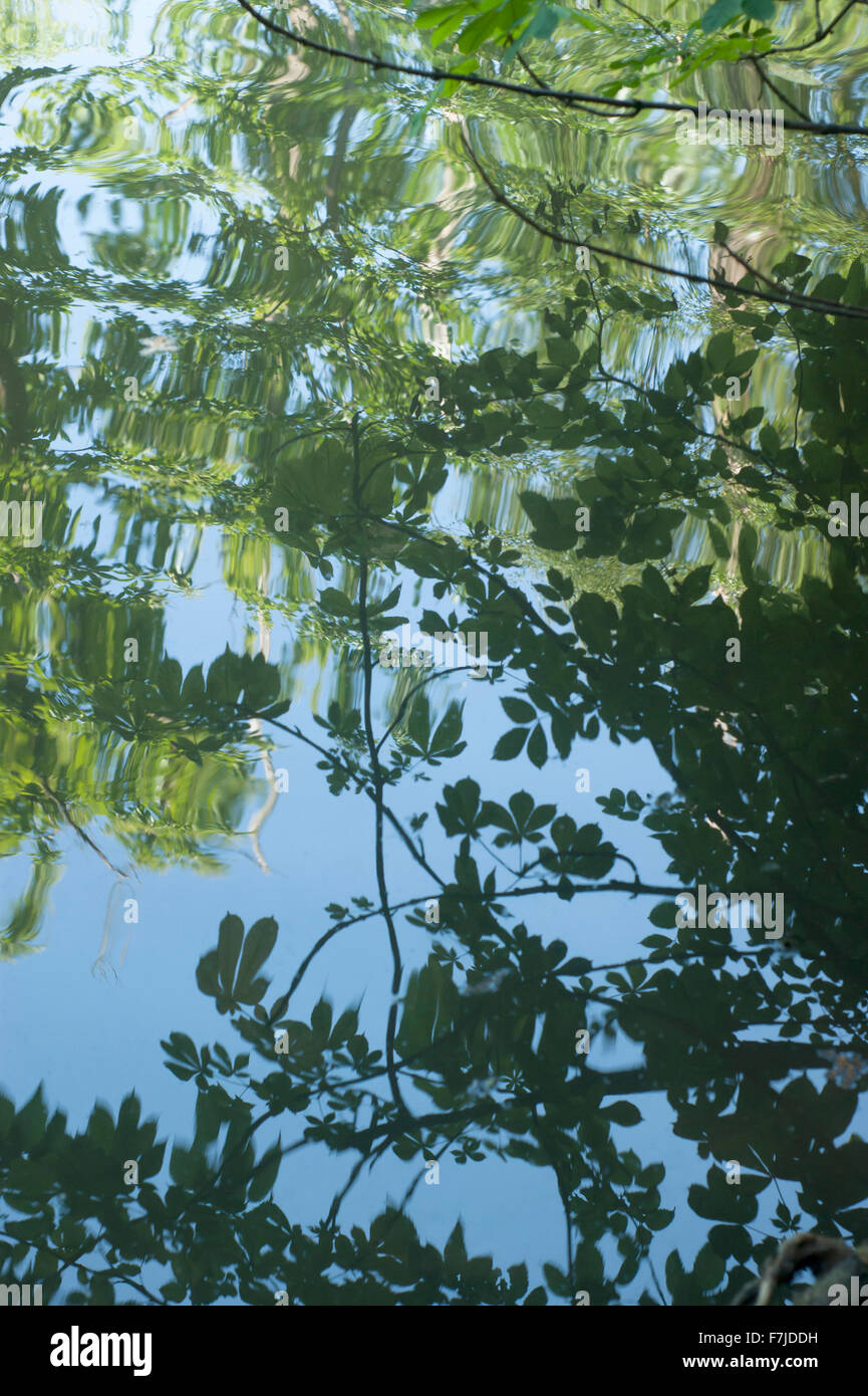 Reflections of an overhanging tree in the lake at Waterlow Park, North London. Stock Photo