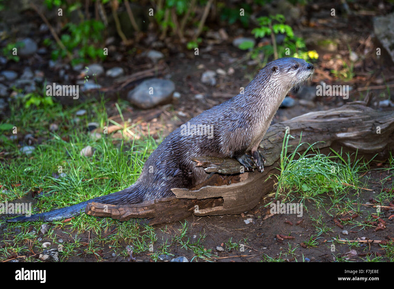 The North American river otter (Lontra canadensis), Oregon, USA Stock Photo