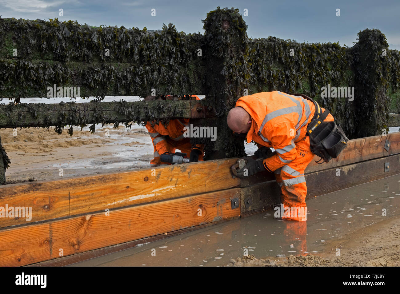 repairing wooden groyne beach walton naze essex Stock Photo