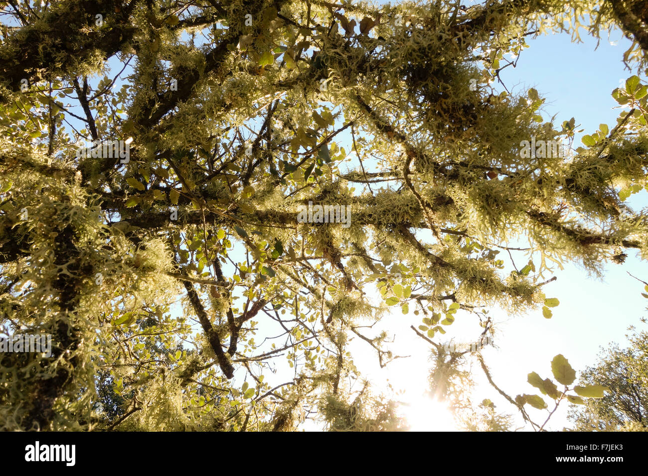 Lichens on oak hi-res stock photography and images - Alamy