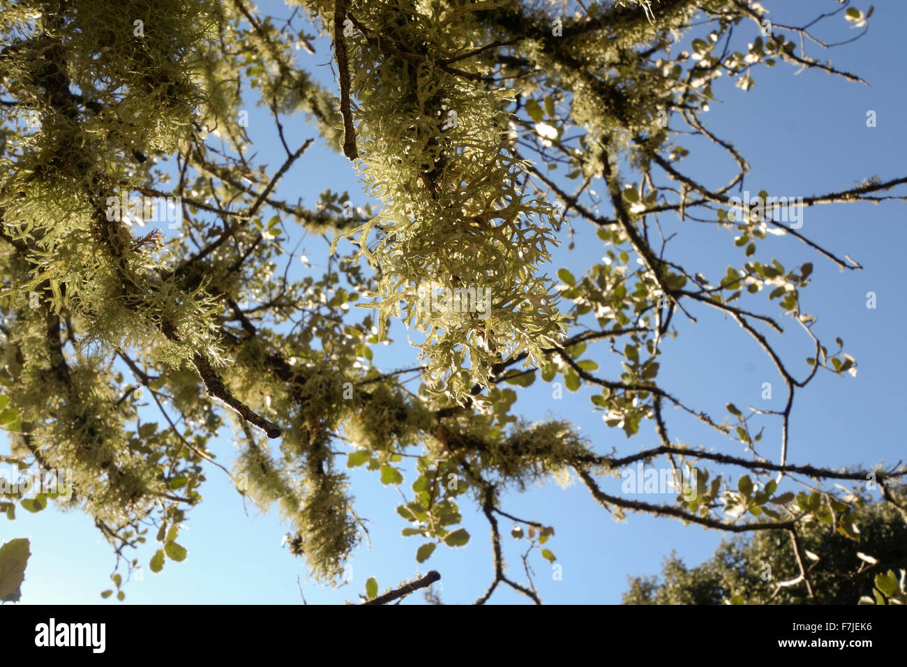 Leafy foliose lichen living on brances of oak tree, Andalusia, Spain. Stock Photo