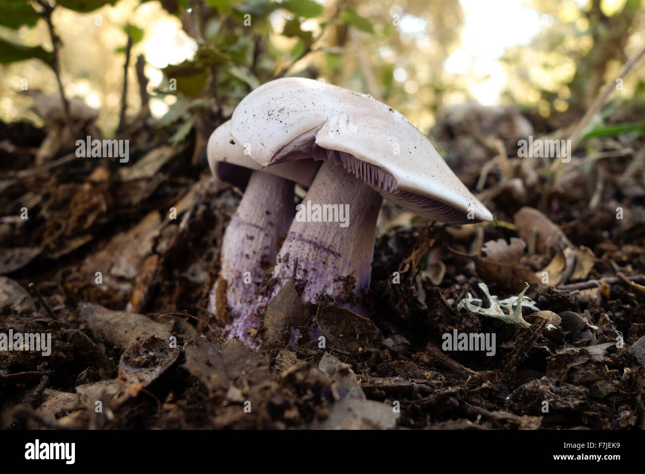 Wood blewit or blue stalk mushroom, Clitocybe nuda, lepista nuda in forest, Andalusia, Spain Stock Photo