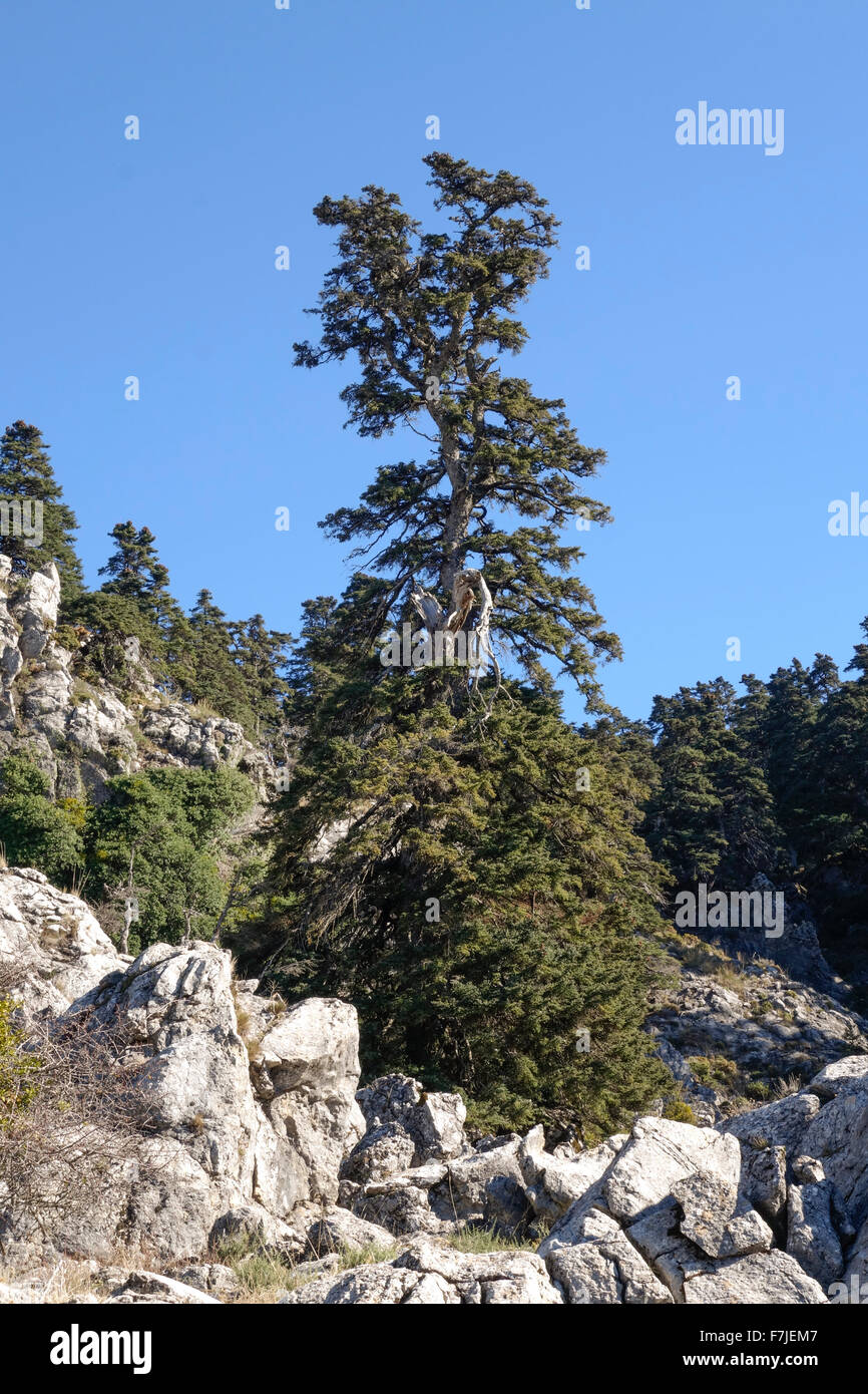 Spanish fir, Abies pinsapo in natural park Sierra de las Nieves , Andalusia, Spain. Stock Photo