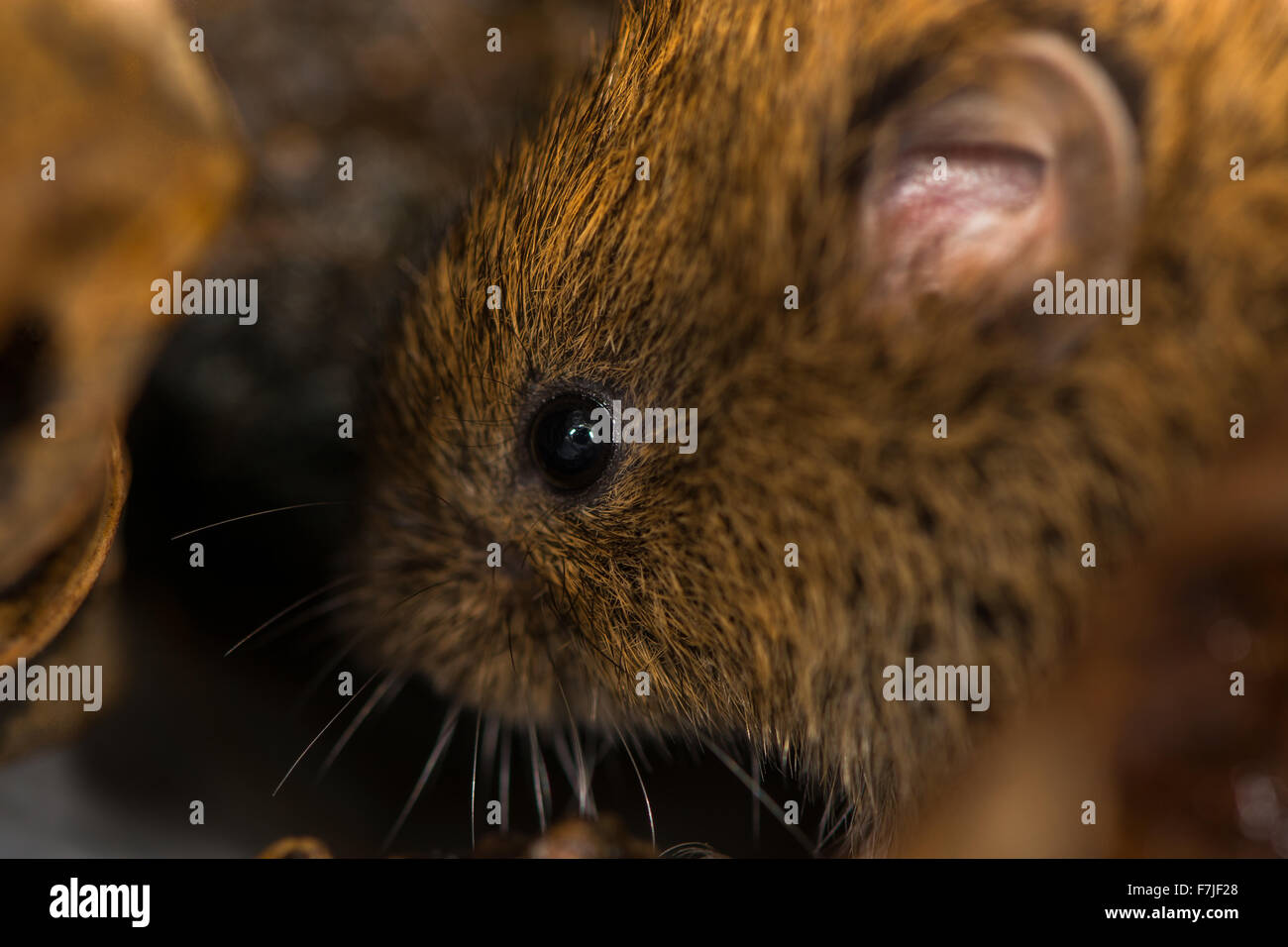 Field vole (Microtus agrestis) profile Stock Photo