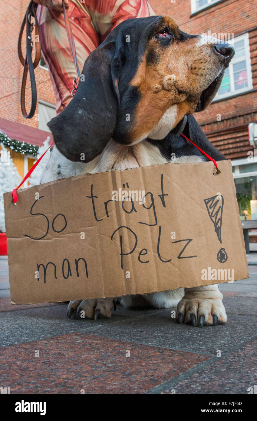 Schwerin, Germany. 01st Dec, 2015. A dog named 'Pauline' wears a sign around her neck that reads 'This is how one wears fur!' during an event held by Peta activists in Schwerin, Germany, 01 December 2015. Activists were wearing body suits depicting human muscle tissue to protest against the skinning of animals for the fur and fashion industry. Photo: JENS BUETTNER/dpa/Alamy Live News Stock Photo