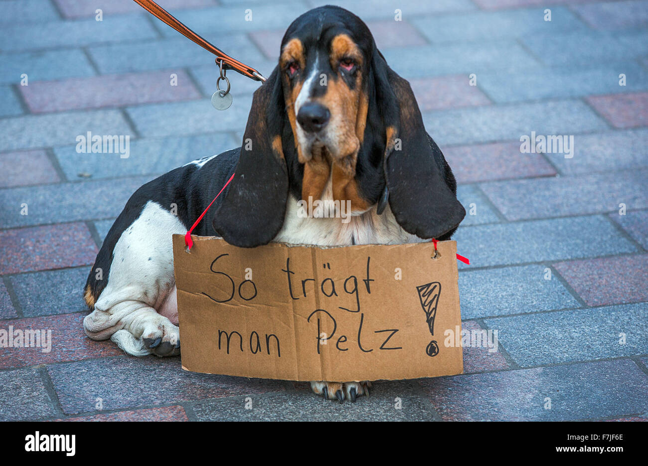 Schwerin, Germany. 01st Dec, 2015. A dog named 'Pauline' wears a sign around her neck that reads 'This is how one wears fur!' during an event held by Peta activists in Schwerin, Germany, 01 December 2015. Activists were wearing body suits depicting human muscle tissue to protest against the skinning of animals for the fur and fashion industry. Photo: JENS BUETTNER/dpa/Alamy Live News Stock Photo