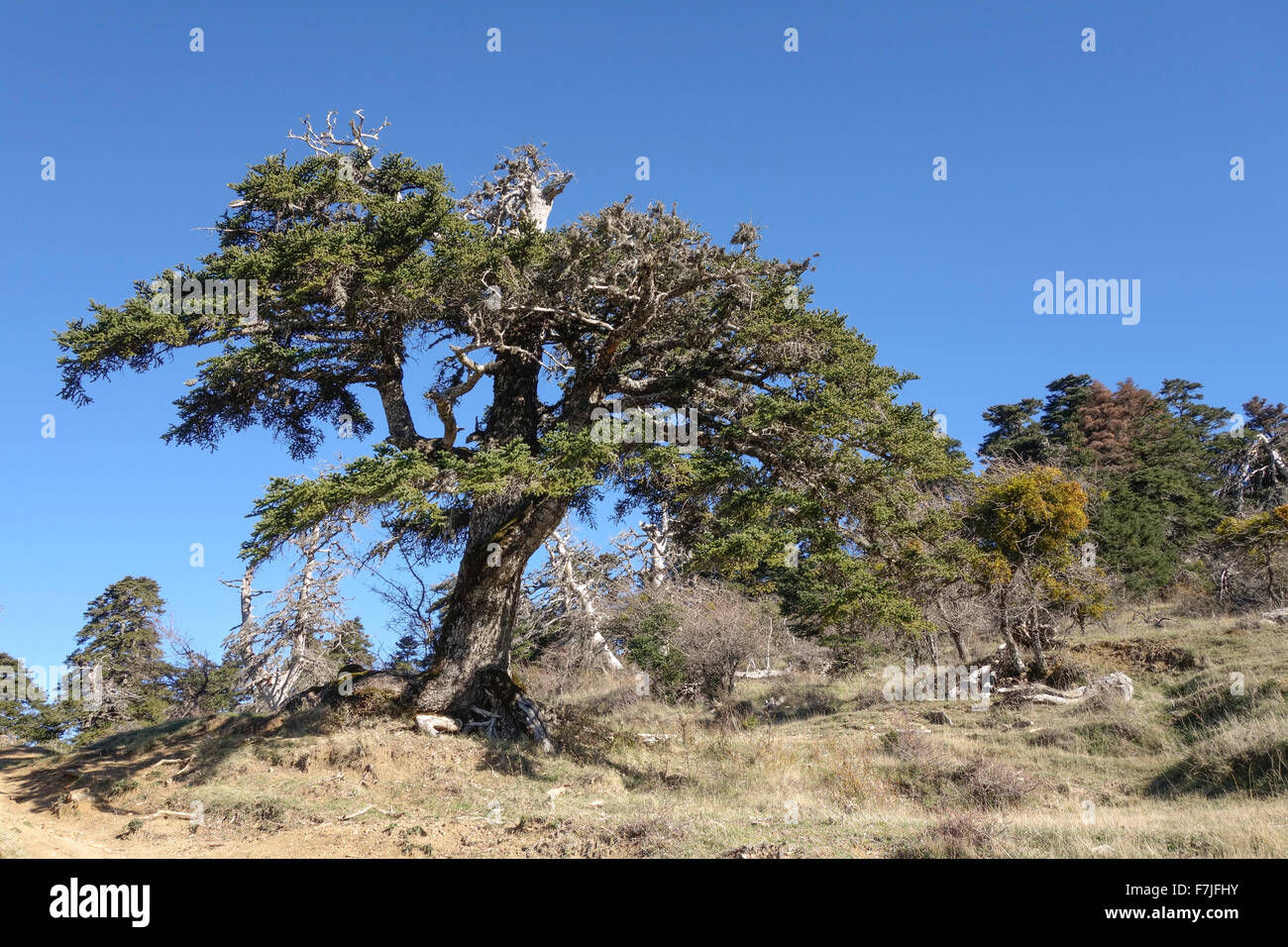 Spanish fir, Abies pinsapo in natural park Sierra de las Nieves , Andalusia, Spain. Stock Photo