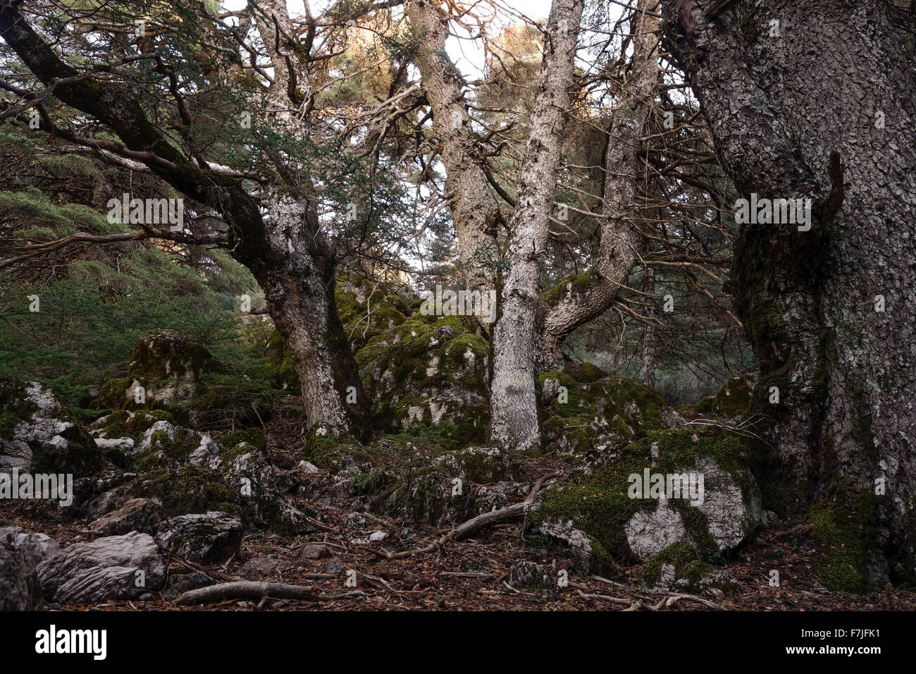 Forest in Natural park, Sierra de las Nieves with spanish fir trees, Malaga, Andalusia, Spain. Stock Photo