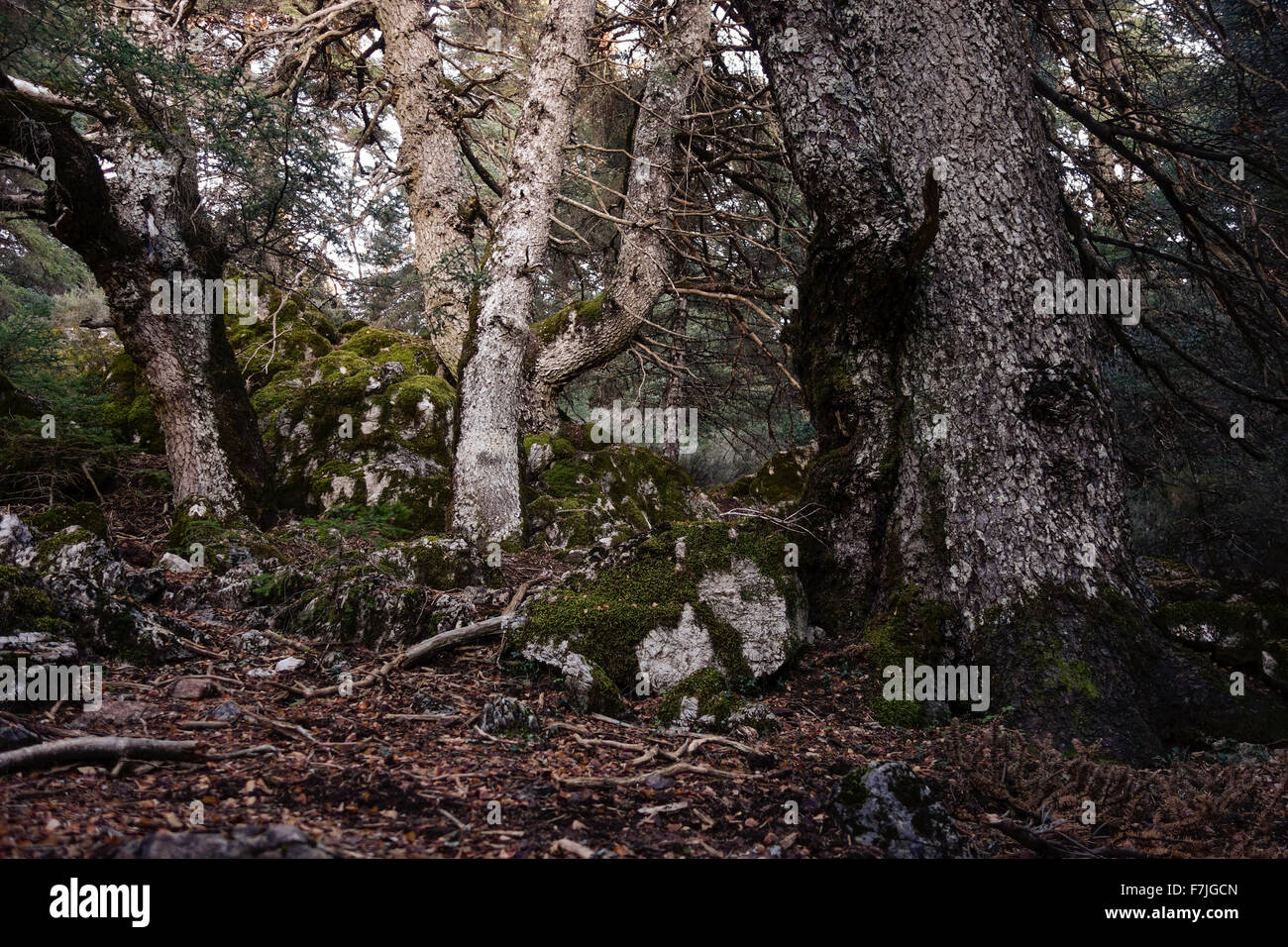 Forest in Natural park, Sierra de las Nieves with spanish fir trees, Malaga, Andalusia, Spain. Stock Photo