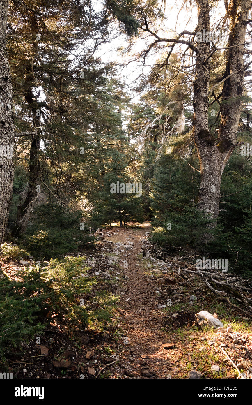 Trail, track, path, forest in Sierra de las nieves with spanish fir trees, Malaga, Andalusia, Spain. Stock Photo