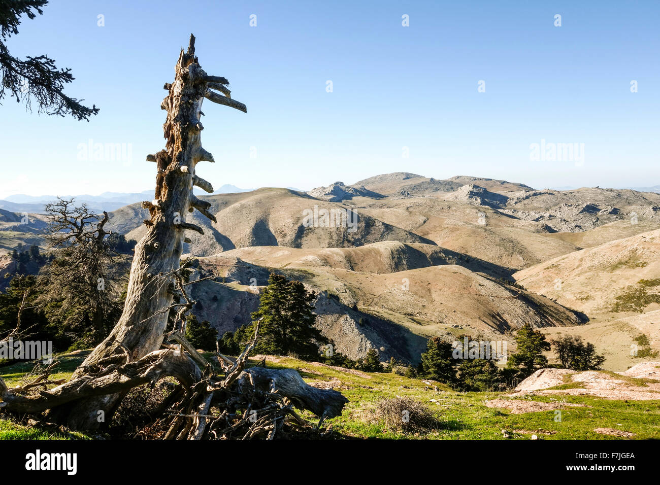 Dead Spanish fir trunk, Abies pinsapo in natural park Sierra de las Nieves , Andalusia, Spain. Stock Photo