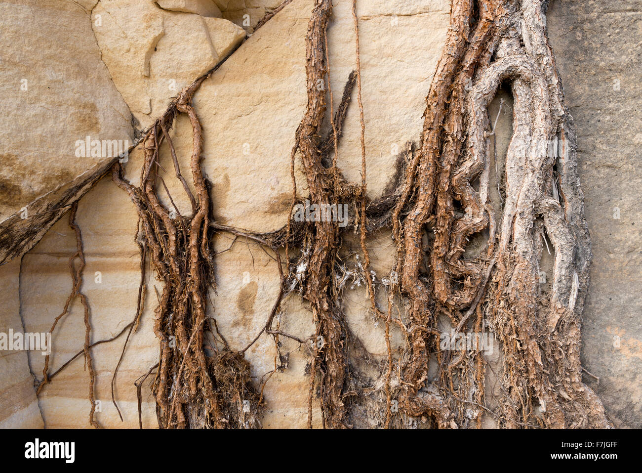 Exposed tree roots, Hovenweep National Monument, Colorado. Stock Photo
