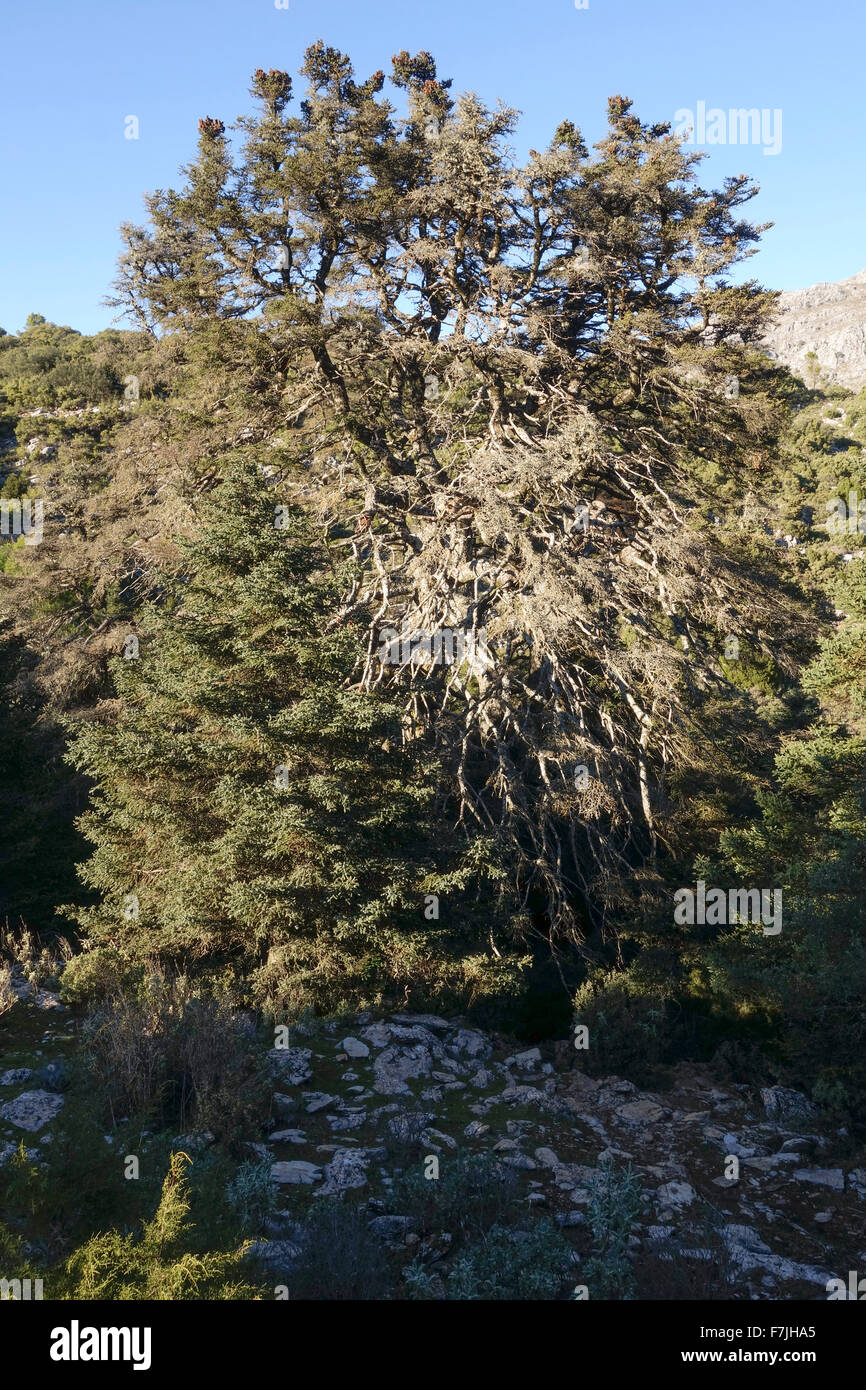 El Pinsapo de La Escalereta, Natural Monument of spanish fir tree, oldest living fir, Sierra de las nieves, Malaga, Spain. Stock Photo