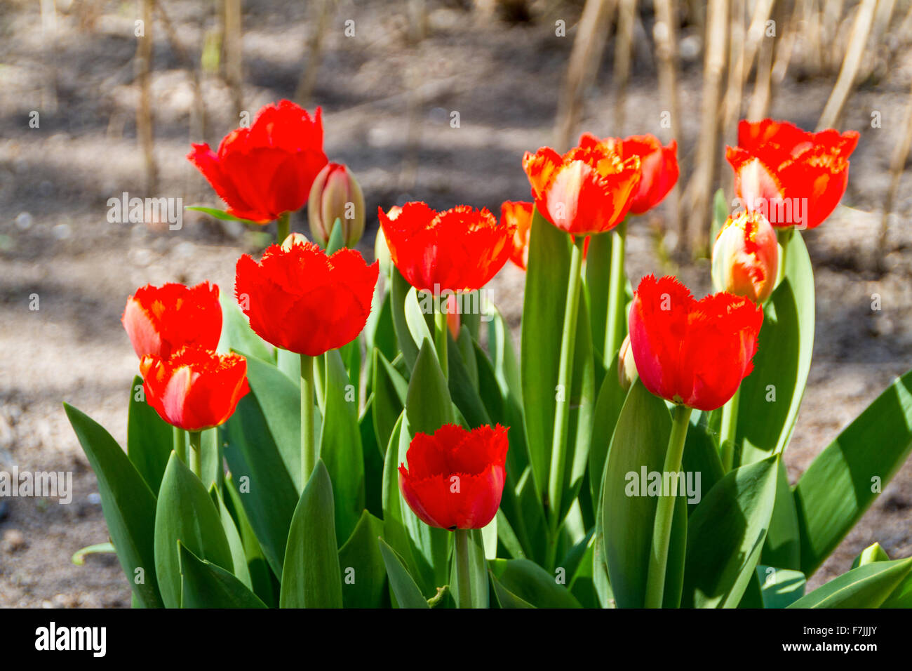 tulips in spring sun Stock Photo - Alamy