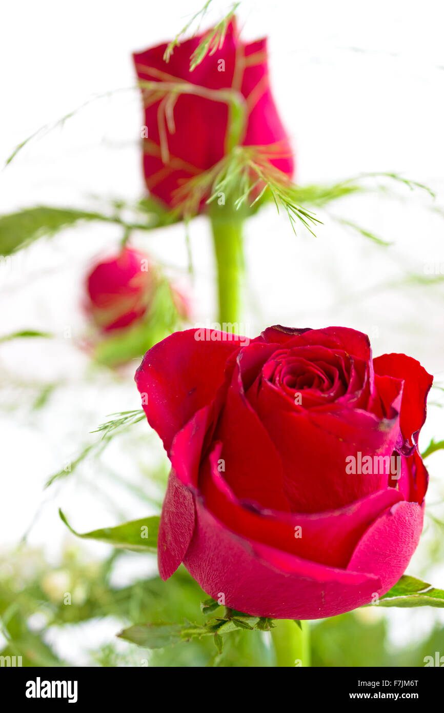 Bouquet Of Red Roses Stock Photo - Alamy