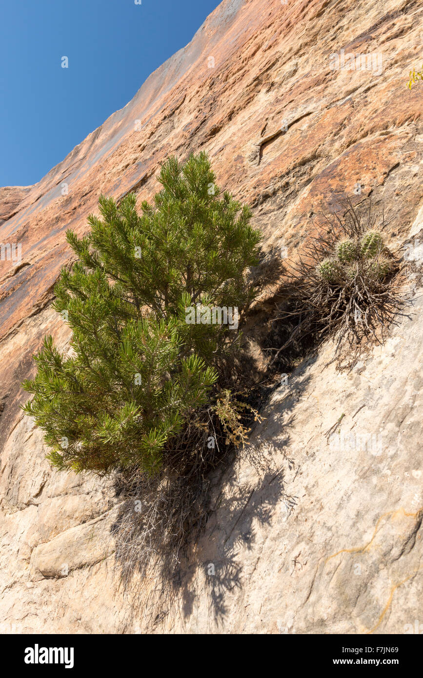 Pine tree growing out rock hires stock photography and images Alamy