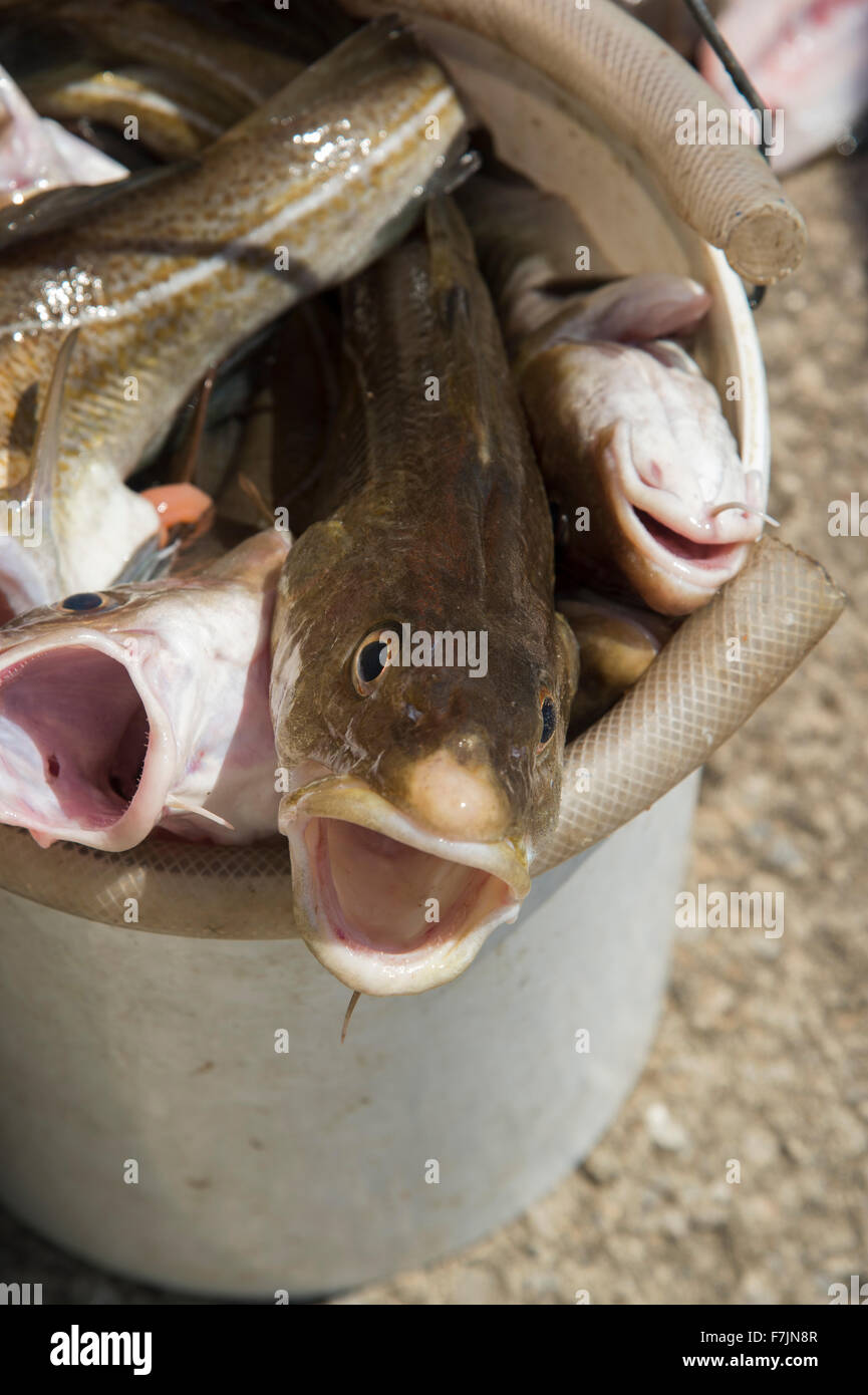 Close-up of fresh catch of cod fish (heads up, staring eyes & open mouths) in a bucket, ready to be gutted - Staithes harbour, North Yorkshire, GB, UK Stock Photo