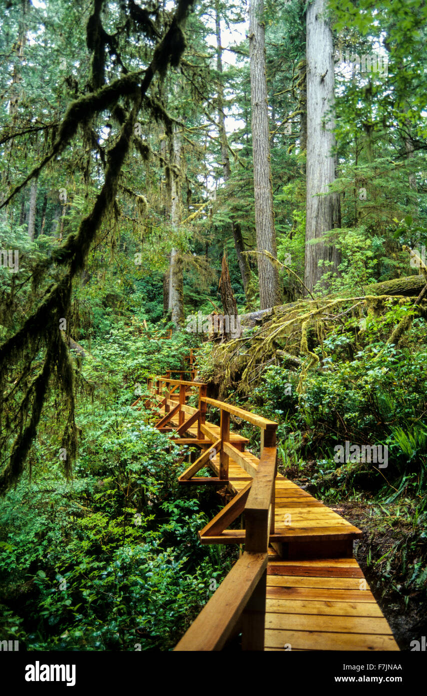 Cedar Boardwalk at Pacific Rim National Park, Canada Stock Photo
