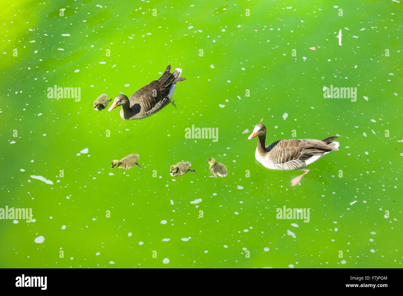Splash Duck Pond High Resolution Stock Photography And Images Alamy