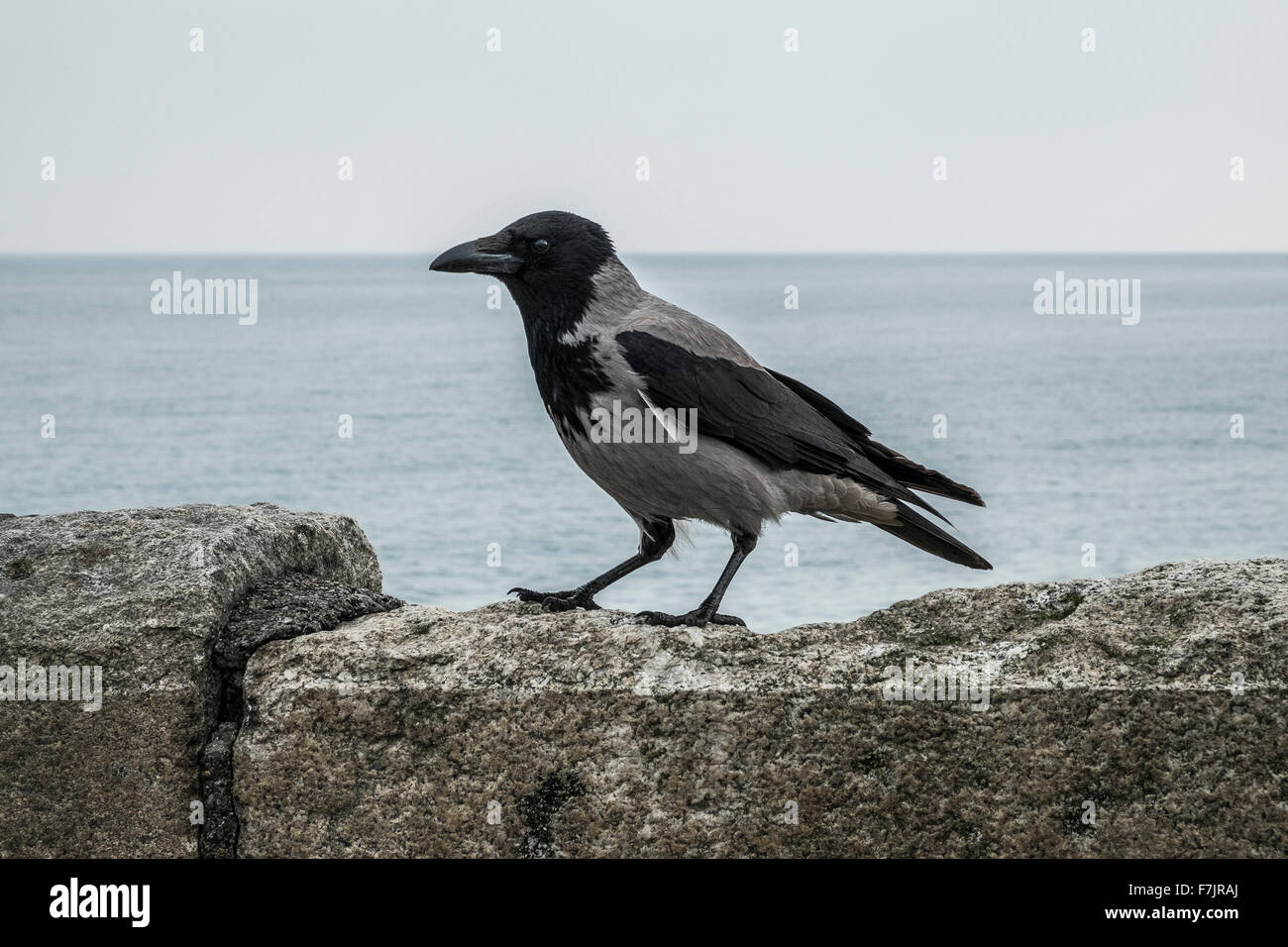 corvus cornix hooded hoodie black grey crow bird Stock Photo