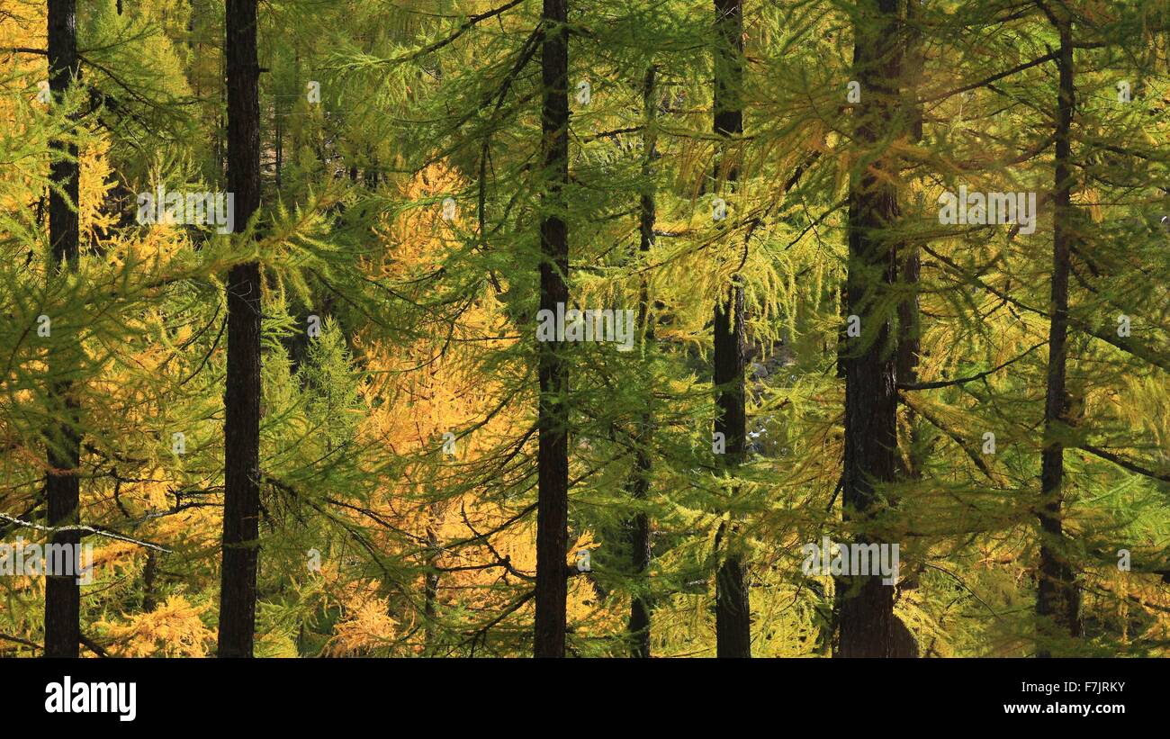 Golden larch hi-res stock photography and images - Alamy
