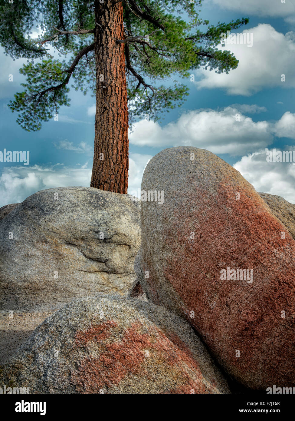 Ponderosa Pine tree and colorful granite glacial erratic boulders. Lake Tahoe, California Stock Photo