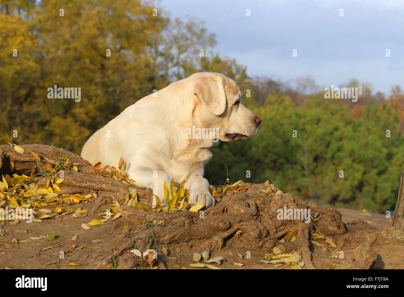 elk river retrievers