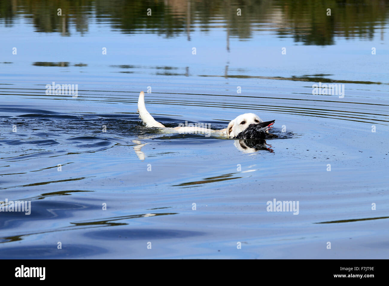 young yellow Labrador retriever retrieving a duck in the pond Stock Photo
