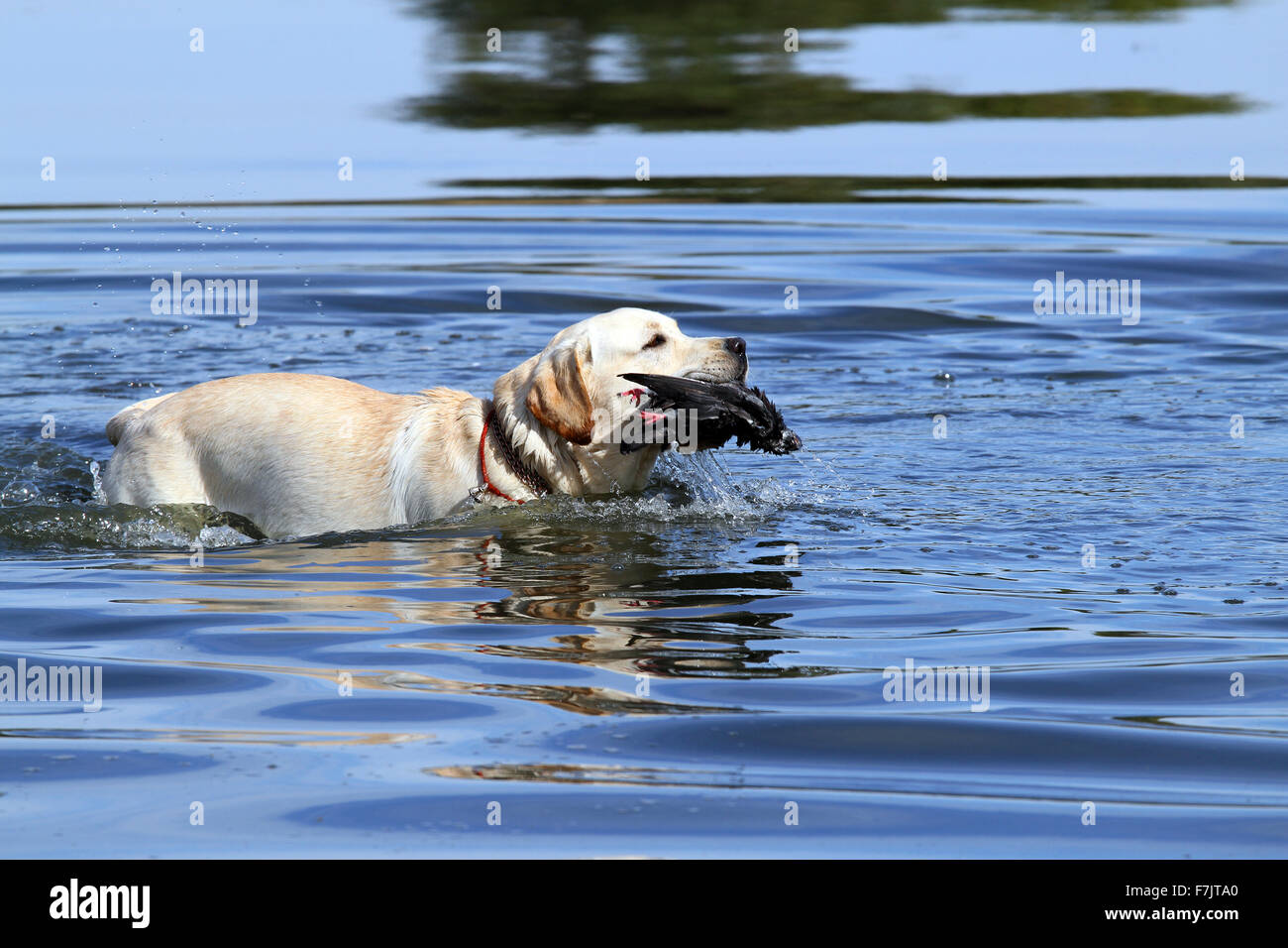 Training lab hires stock photography and images Alamy