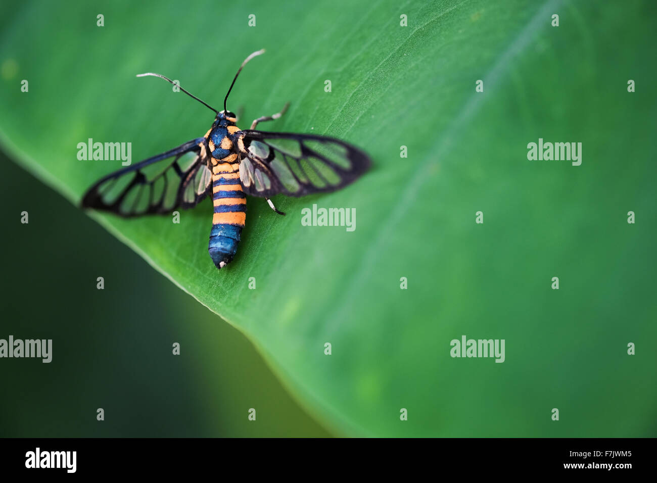 A close-up look of a tiger grass borer moth (wasp moth) on a leaf Stock Photo