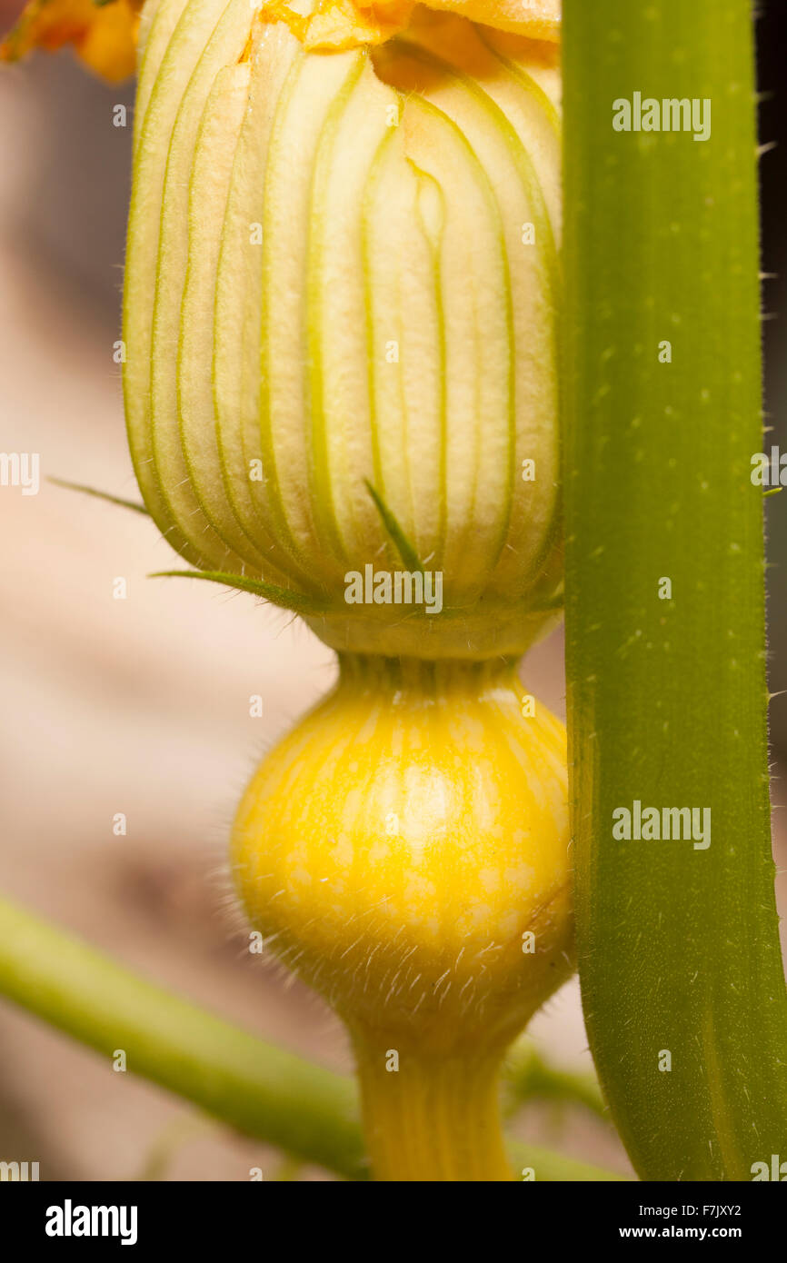 Forming fruit and flower of Squash Cucurbita Maxima Stock Photo Alamy