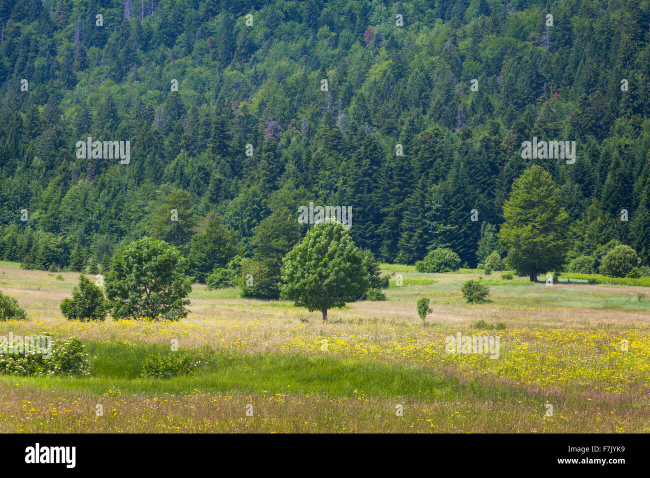 Karlovac County, Croatia.  Rural scene. Stock Photo