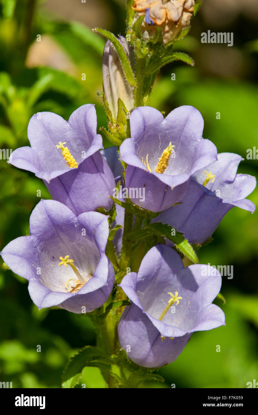 Campanula barbata, Blue Bearded Bellflower Stock Photo