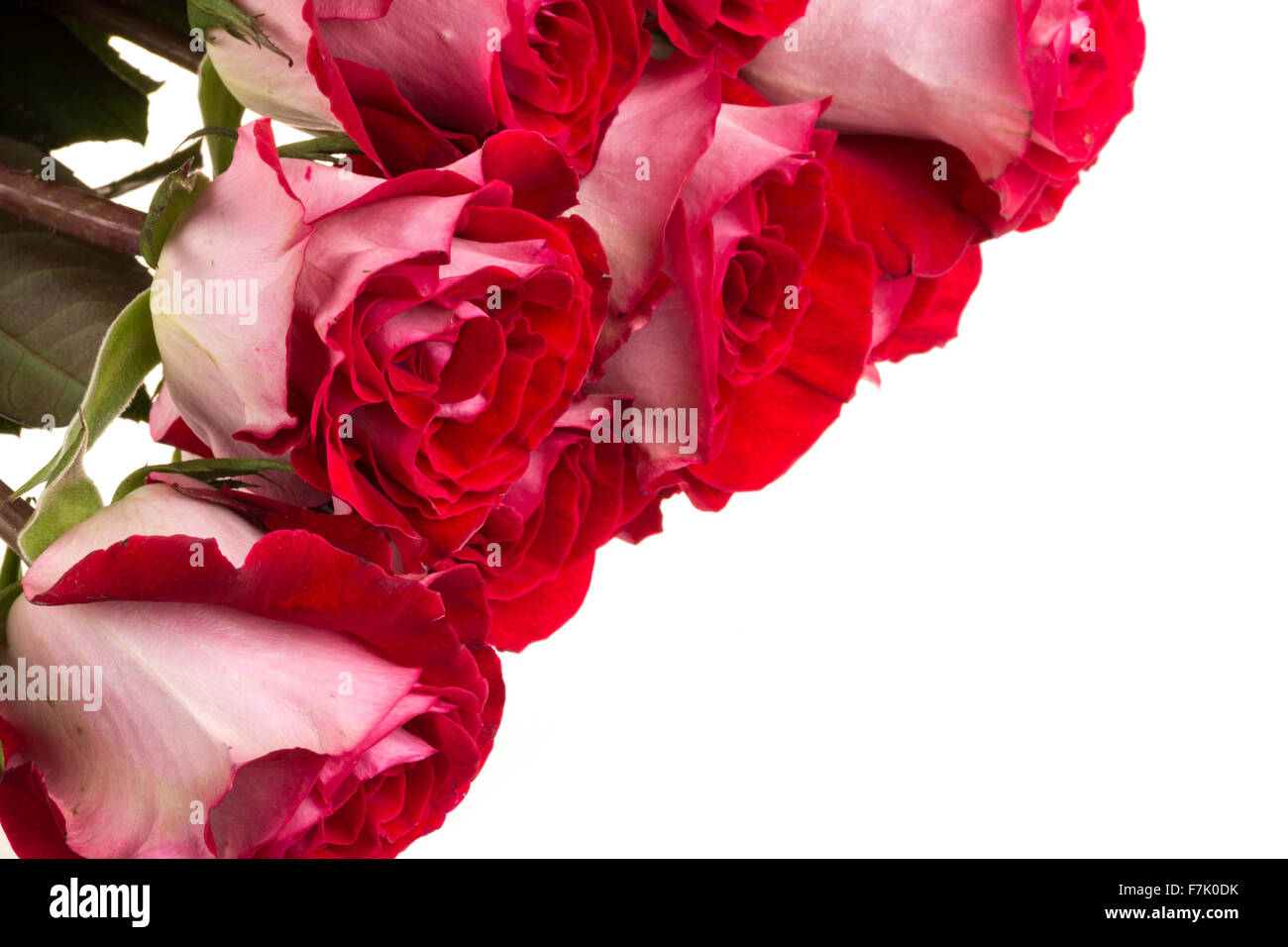 pink roses isolated on white Stock Photo - Alamy