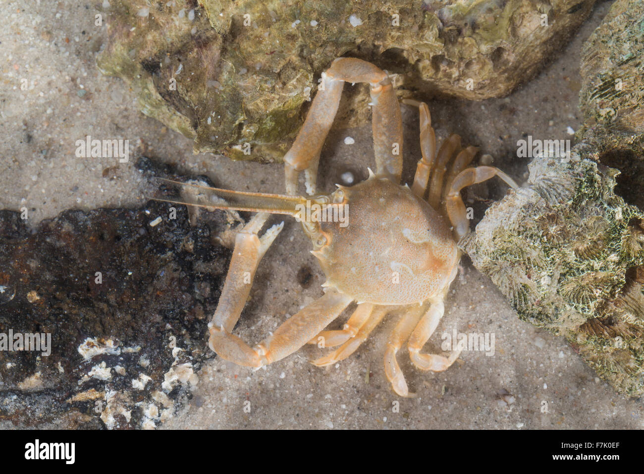 Masked crab, helmet crab, sand crab, male, Antennenkrebs, Männchen, Antennen-Krebs, Corystes cassivelaunus, Corystes dentatus Stock Photo