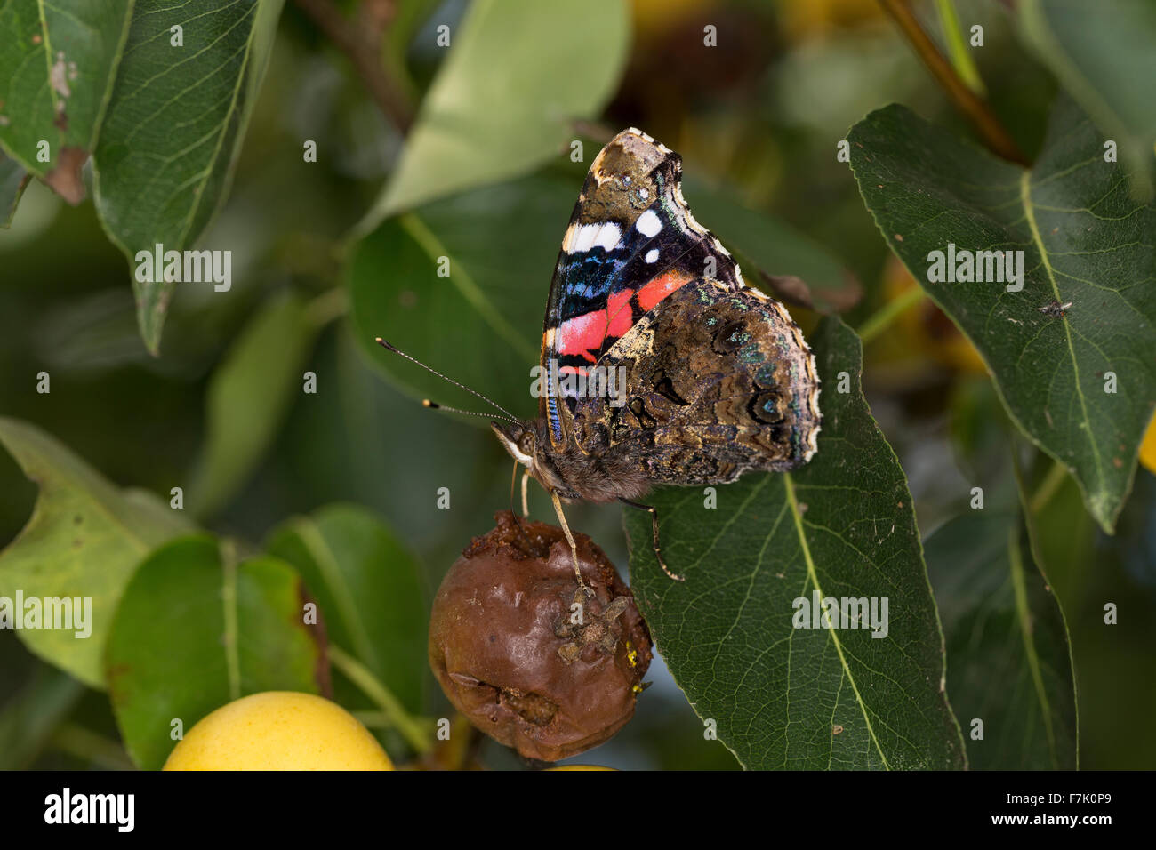 Red admiral, Admiral, on fruit, saugt an Wildbirnen, Früchten, Obst